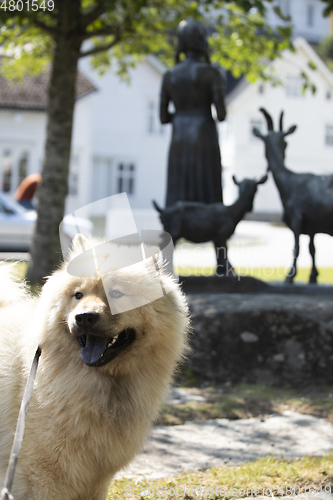 Image of Eurasier Dog