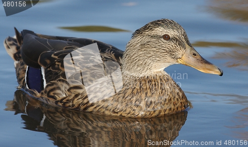 Image of Mallard in the water. 