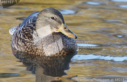 Image of Mallard in the water. 