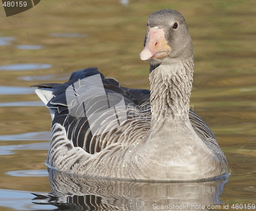 Image of Greylag Goose. 