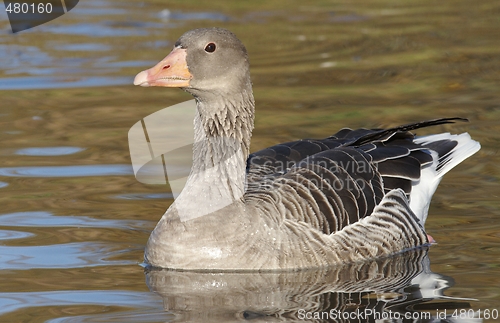 Image of Greylag Goose. 