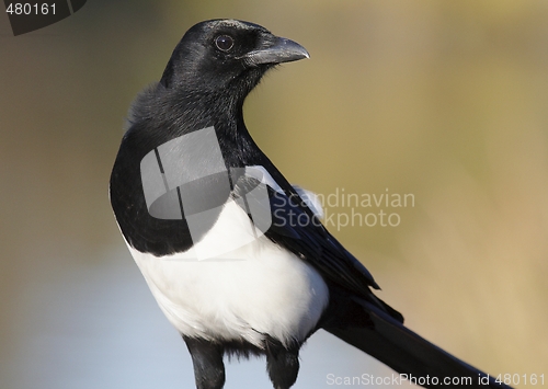 Image of Magpie. 
