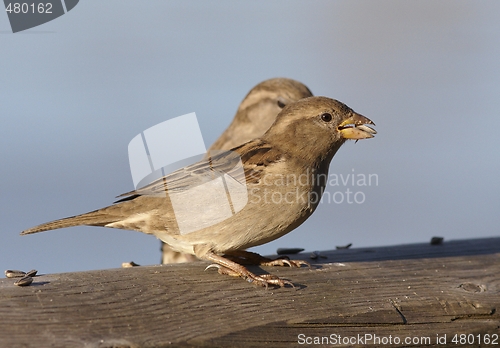 Image of House Sparrow. 