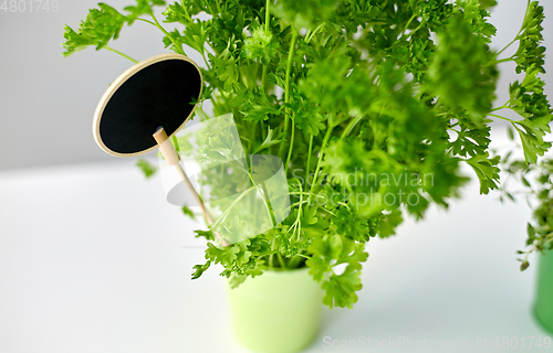 Image of green parsley herb with name plate in pot on table