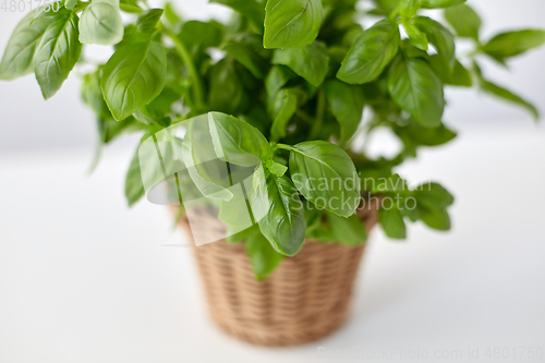 Image of close up of green basil herb in wicker basket