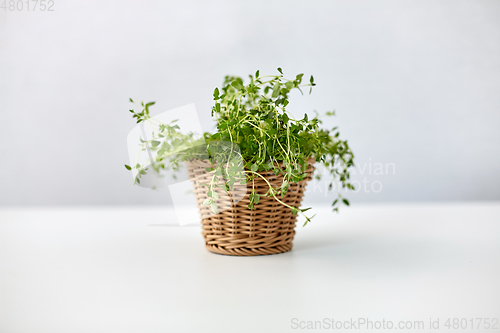 Image of green thyme herb in wicker basket on table