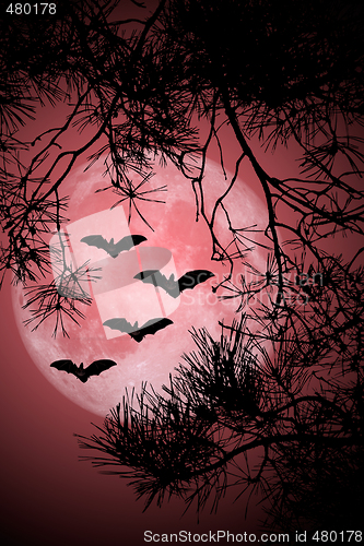 Image of Halloween Night