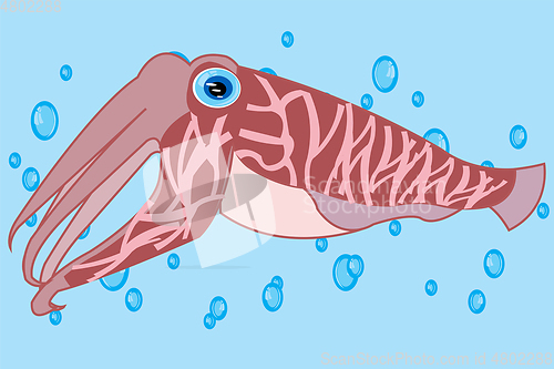 Image of Cartoon of the cuttlefish squid sailling in water