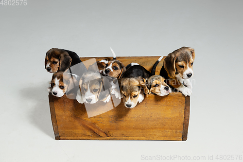 Image of Studio shot of beagle puppies on white studio background