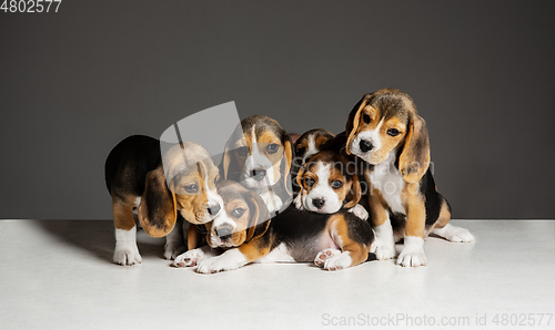 Image of Studio shot of beagle puppies on grey studio background