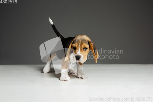 Image of Studio shot of beagle puppy on grey studio background