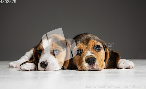 Image of Studio shot of beagle puppies on grey studio background