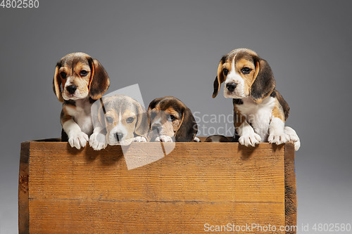 Image of Studio shot of beagle puppies on grey studio background