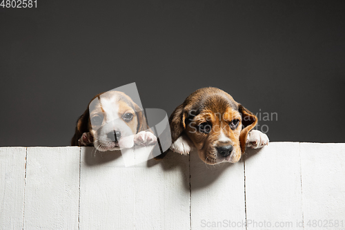 Image of Studio shot of beagle puppies on grey studio background