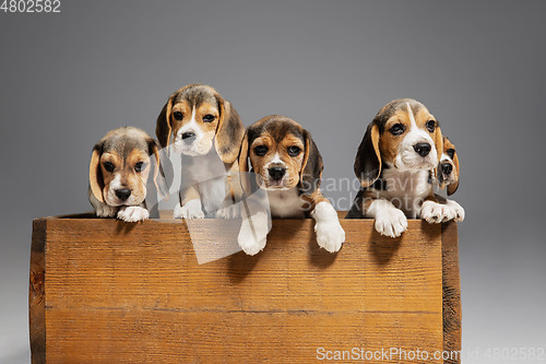 Image of Studio shot of beagle puppies on grey studio background