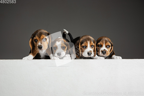 Image of Studio shot of beagle puppies on grey studio background