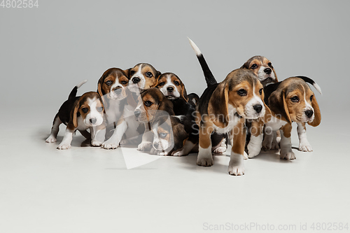 Image of Studio shot of beagle puppies on white studio background