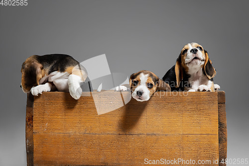 Image of Studio shot of beagle puppies on grey studio background