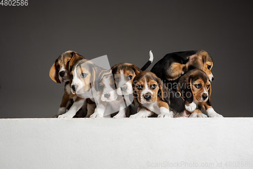 Image of Studio shot of beagle puppies on grey studio background