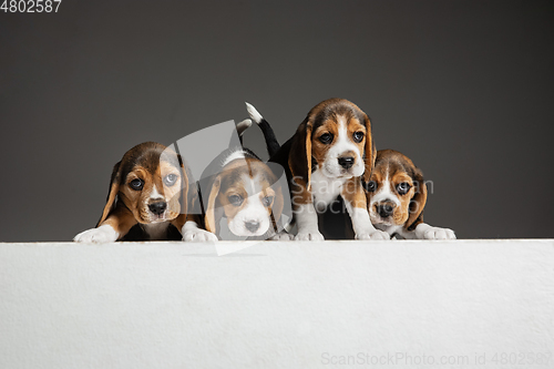 Image of Studio shot of beagle puppies on grey studio background