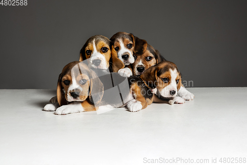 Image of Studio shot of beagle puppies on grey studio background