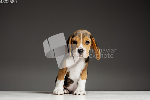 Image of Studio shot of beagle puppy on grey studio background