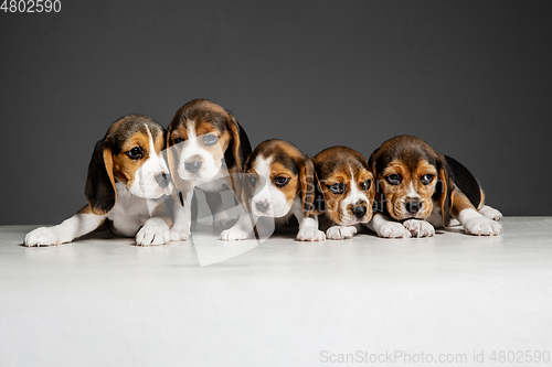 Image of Studio shot of beagle puppies on grey studio background