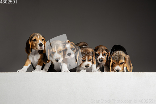 Image of Studio shot of beagle puppies on grey studio background