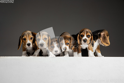 Image of Studio shot of beagle puppies on grey studio background