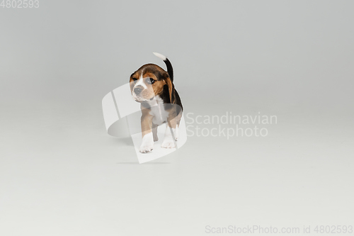 Image of Studio shot of beagle puppy on white studio background