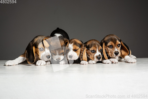 Image of Studio shot of beagle puppies on grey studio background