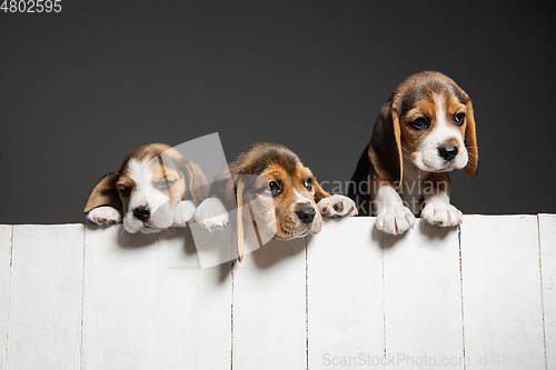 Image of Studio shot of beagle puppies on grey studio background