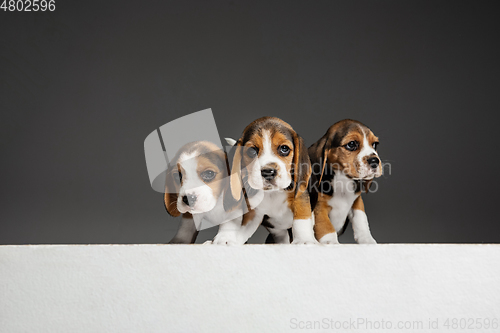 Image of Studio shot of beagle puppies on grey studio background