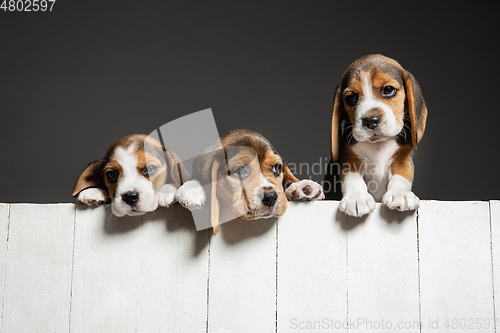 Image of Studio shot of beagle puppies on grey studio background