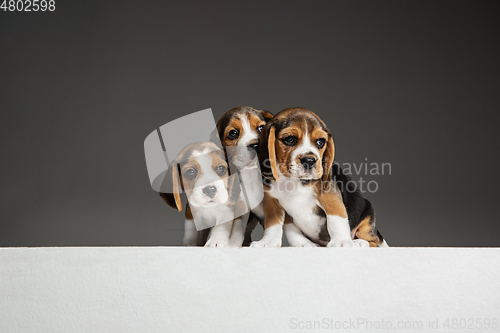 Image of Studio shot of beagle puppies on grey studio background