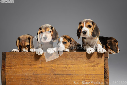 Image of Studio shot of beagle puppies on grey studio background