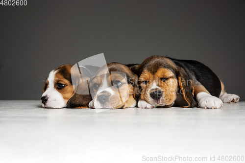 Image of Studio shot of beagle puppies on grey studio background