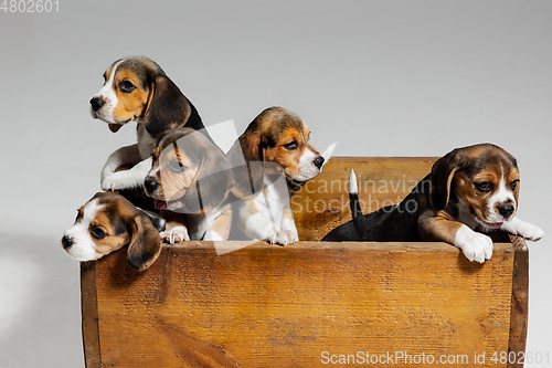 Image of Studio shot of beagle puppies on white studio background