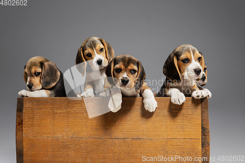 Image of Studio shot of beagle puppies on grey studio background