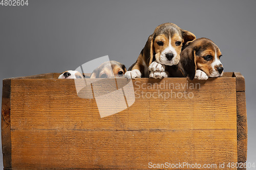 Image of Studio shot of beagle puppies on grey studio background