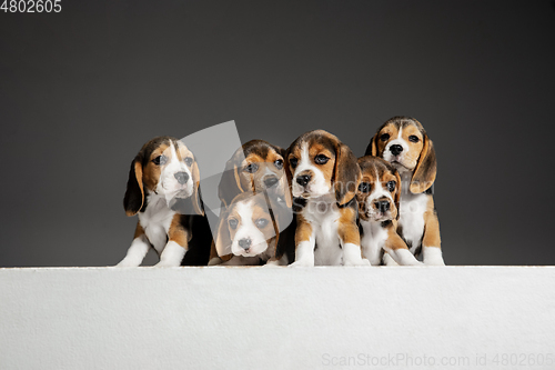 Image of Studio shot of beagle puppies on grey studio background