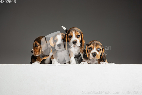 Image of Studio shot of beagle puppies on grey studio background