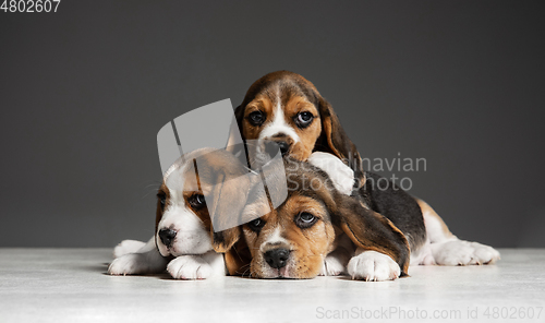 Image of Studio shot of beagle puppies on grey studio background