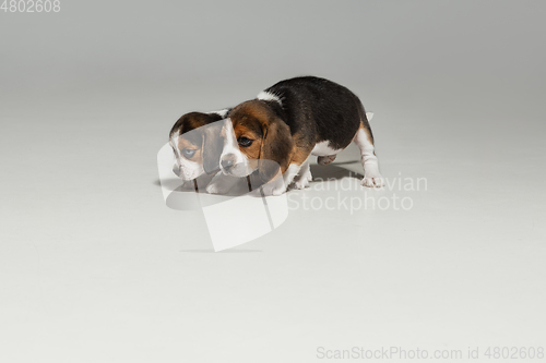 Image of Studio shot of beagle puppies on white studio background