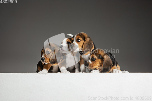 Image of Studio shot of beagle puppies on grey studio background