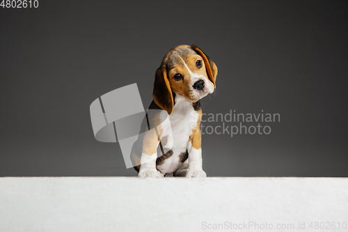 Image of Studio shot of beagle puppy on grey studio background