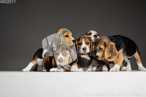 Image of Studio shot of beagle puppies on grey studio background