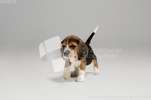Image of Studio shot of beagle puppy on white studio background