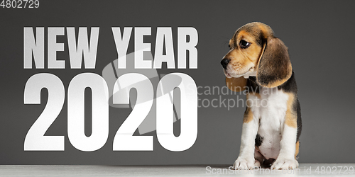 Image of Studio shot of beagle puppy on grey studio background