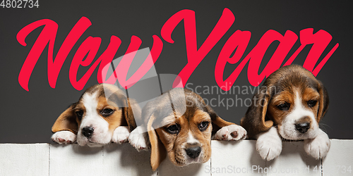 Image of Studio shot of beagle puppies on grey studio background